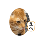 なつめ The orange tabby 5（個別スタンプ：27）