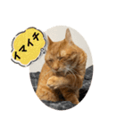 なつめ The orange tabby 5（個別スタンプ：28）
