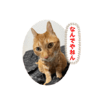 なつめ The orange tabby 5（個別スタンプ：29）