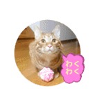 なつめ The orange tabby 5（個別スタンプ：30）