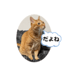なつめ The orange tabby 5（個別スタンプ：31）