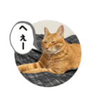 なつめ The orange tabby 5（個別スタンプ：32）