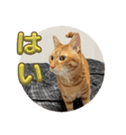 なつめ The orange tabby 5（個別スタンプ：33）