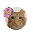 なつめ The orange tabby 5（個別スタンプ：34）