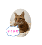 なつめ The orange tabby 5（個別スタンプ：35）