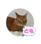 なつめ The orange tabby 5（個別スタンプ：36）