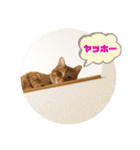 なつめ The orange tabby 5（個別スタンプ：37）