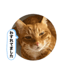 なつめ The orange tabby 5（個別スタンプ：38）