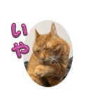なつめ The orange tabby 5（個別スタンプ：39）