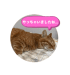 なつめ The orange tabby 5（個別スタンプ：40）