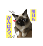 ラグドールたぬとこ＆ハリネズミわたあめ（個別スタンプ：5）