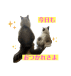 ラグドールたぬとこ＆ハリネズミわたあめ（個別スタンプ：6）
