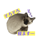ラグドールたぬとこ＆ハリネズミわたあめ（個別スタンプ：7）