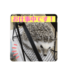 ラグドールたぬとこ＆ハリネズミわたあめ（個別スタンプ：9）