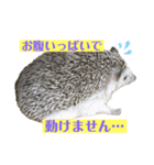 ラグドールたぬとこ＆ハリネズミわたあめ（個別スタンプ：10）