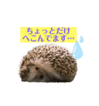 ラグドールたぬとこ＆ハリネズミわたあめ（個別スタンプ：12）
