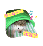 ラグドールたぬとこ＆ハリネズミわたあめ（個別スタンプ：13）