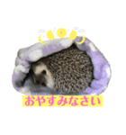 ラグドールたぬとこ＆ハリネズミわたあめ（個別スタンプ：15）