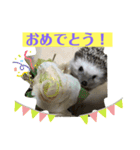 ラグドールたぬとこ＆ハリネズミわたあめ（個別スタンプ：16）