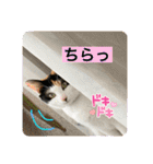 むぎちゃんとなかまたち（個別スタンプ：4）