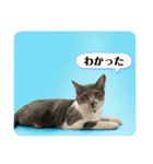 レインとエテは世界一（個別スタンプ：1）