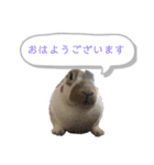 ミニレッキスのだいふくちゃん3（個別スタンプ：2）