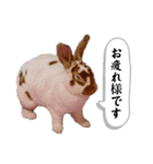 ミニレッキスのだいふくちゃん3（個別スタンプ：6）