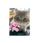 MALUのまったりライフ4（個別スタンプ：6）