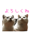 《実写版》ゆる猫の日常あいさつ 2（個別スタンプ：1）