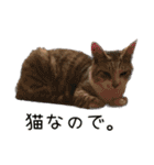 《実写版》ゆる猫の日常あいさつ 2（個別スタンプ：7）