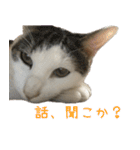 《実写版》ゆる猫の日常あいさつ 2（個別スタンプ：11）