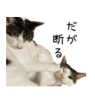 《実写版》ゆる猫の日常あいさつ 2（個別スタンプ：14）