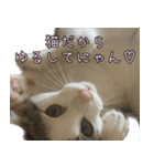 《実写版》ゆる猫の日常あいさつ 2（個別スタンプ：18）