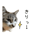 《実写版》ゆる猫の日常あいさつ 2（個別スタンプ：27）