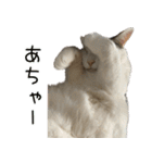 《実写版》ゆる猫の日常あいさつ 2（個別スタンプ：34）