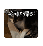 3匹の猫太郎ぉぉぉぉ（個別スタンプ：9）