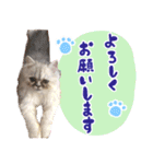 子猫のちゃま2（個別スタンプ：4）