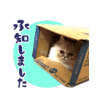 子猫のちゃま2（個別スタンプ：7）