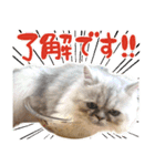 子猫のちゃま2（個別スタンプ：8）