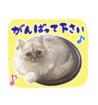 子猫のちゃま2（個別スタンプ：10）