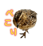 使いやすくなった！リアル並うずらスタンプ（個別スタンプ：3）