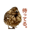 使いやすくなった！リアル並うずらスタンプ（個別スタンプ：5）