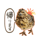 使いやすくなった！リアル並うずらスタンプ（個別スタンプ：6）