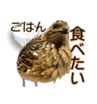 使いやすくなった！リアル並うずらスタンプ（個別スタンプ：8）