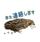 使いやすくなった！リアル並うずらスタンプ（個別スタンプ：10）
