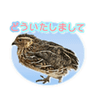 使いやすくなった！リアル並うずらスタンプ（個別スタンプ：12）