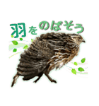 使いやすくなった！リアル並うずらスタンプ（個別スタンプ：13）