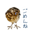 使いやすくなった！リアル並うずらスタンプ（個別スタンプ：15）