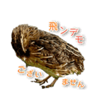使いやすくなった！リアル並うずらスタンプ（個別スタンプ：16）