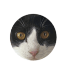 まるいねこず（個別スタンプ：1）